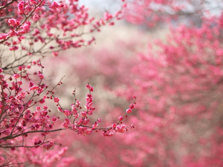 Spring Blooms фулл