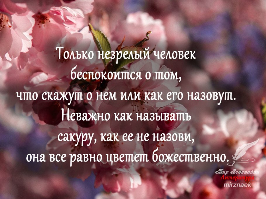 Сакура цитаты