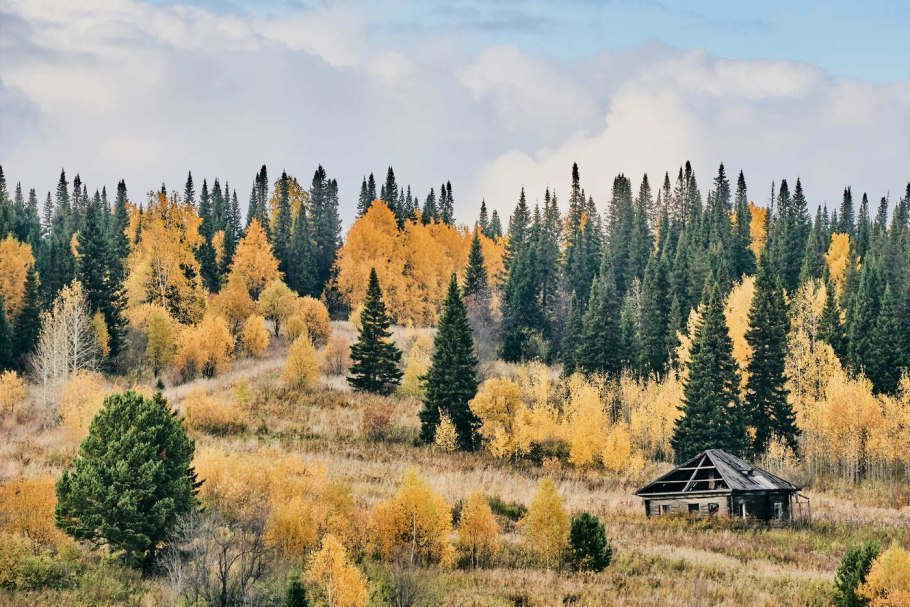 Растения зимой в тайге