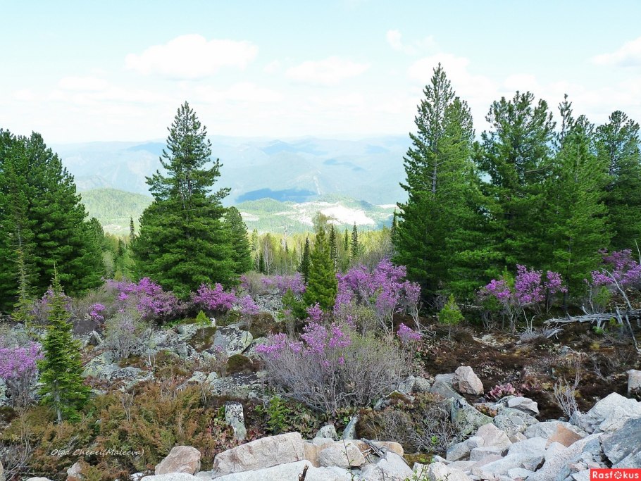 Лесотундра Якутии