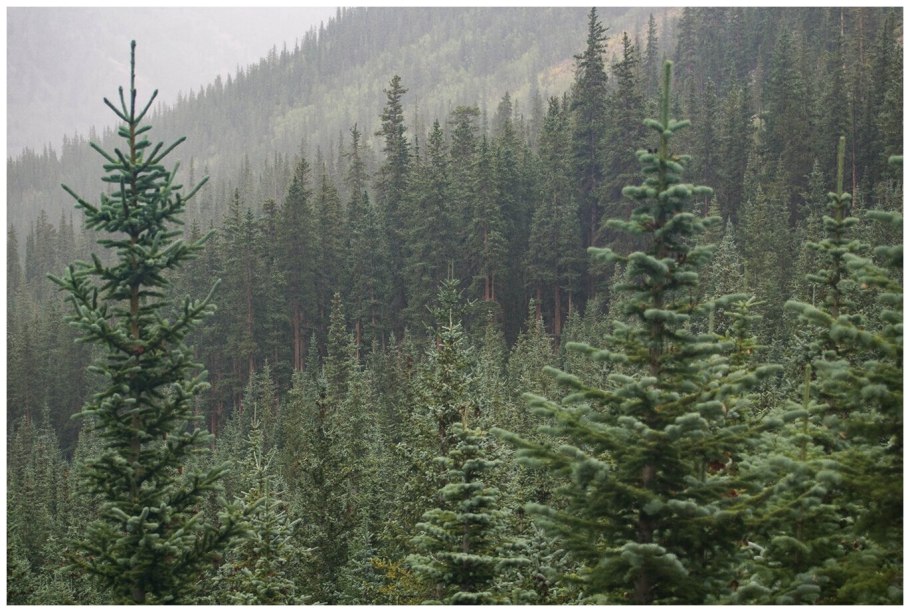 Тундра лесотундра Тайга