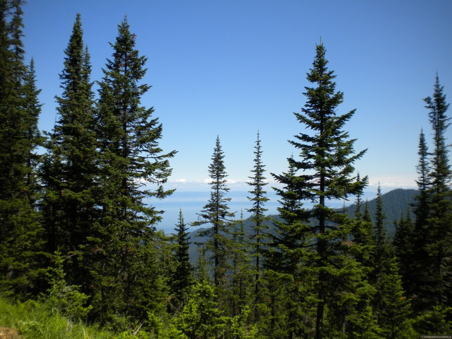 Папоротник в тайге