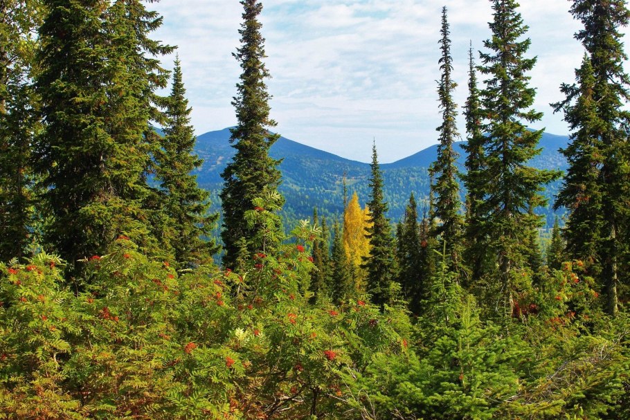 Рододендрон Даурский багульник