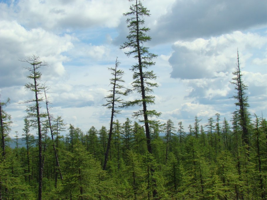 Восточно Сибирская Тайга растительность