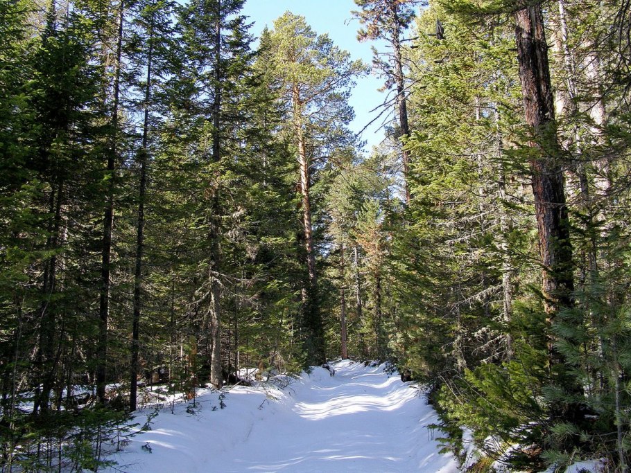 Заполярная Тайга фото