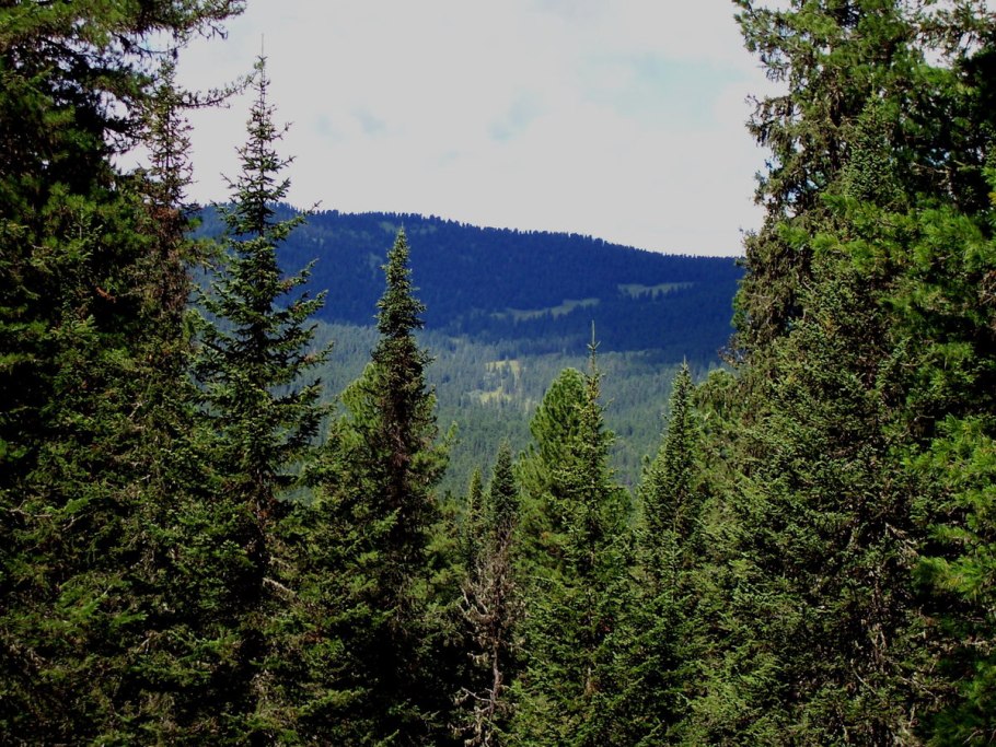 Тундра Ненецкий автономный округ природа