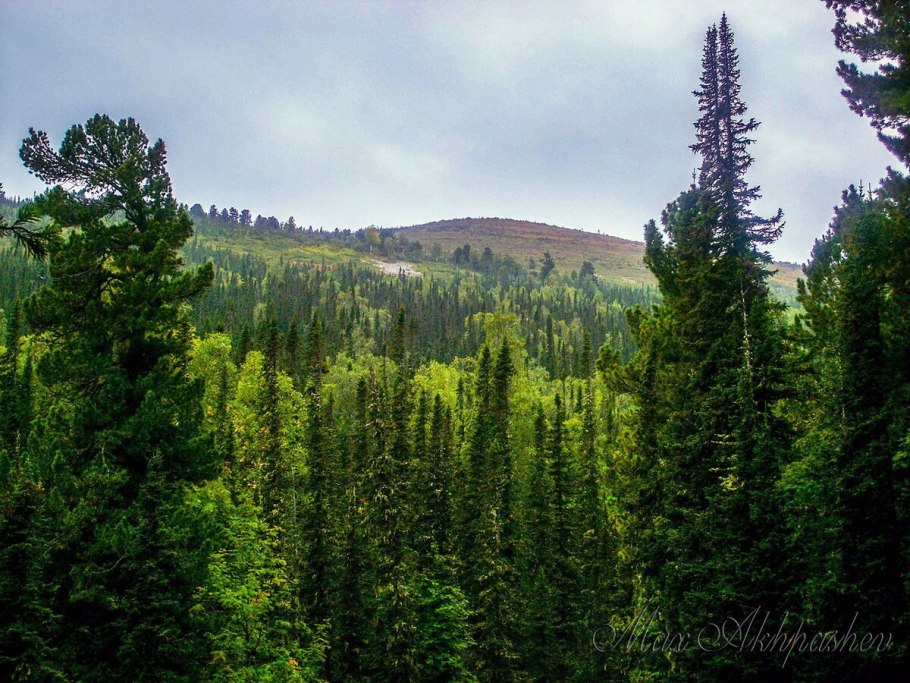 Сибирская Тайга растительность