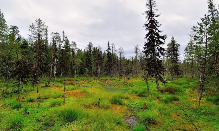 Кузнецкий Алатау Флора
