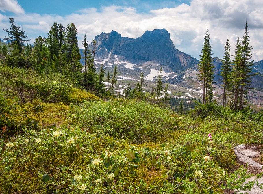 Темнохвойная Пихтовая Тайга Сибирь