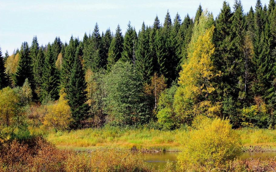 Кузнецкий Алатау Таёжный лес