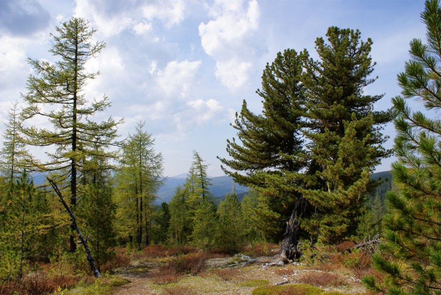 Черневая Тайга в России
