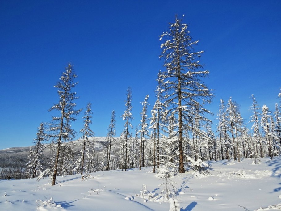 Восточно Сибирская Тайга растительность