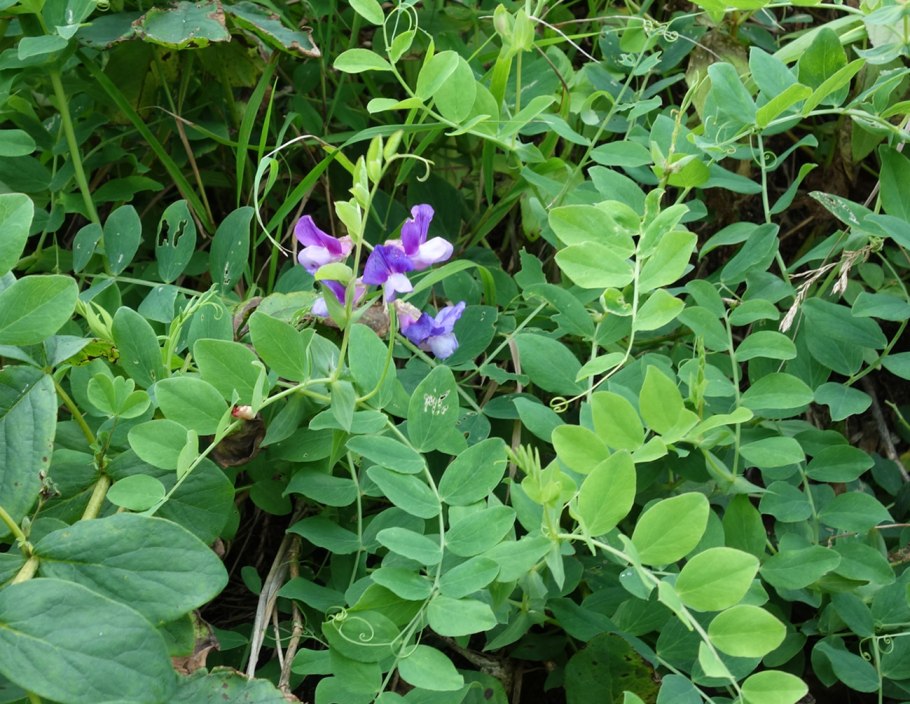 Lathyrus japonicus