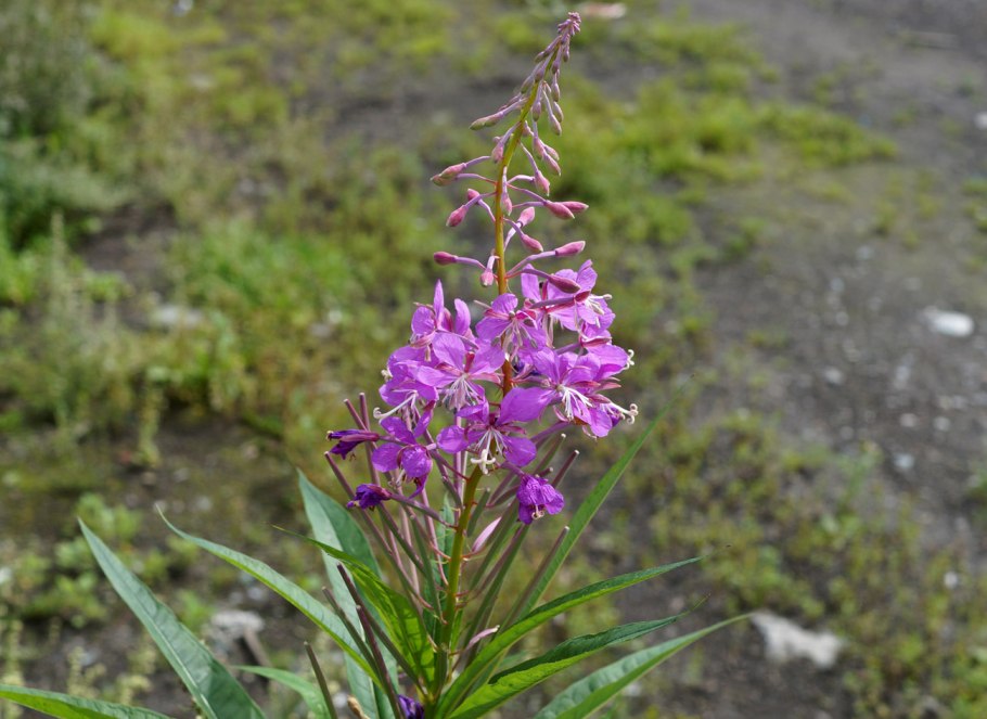 Chamaenerion angustifolium (l.) SCOP.