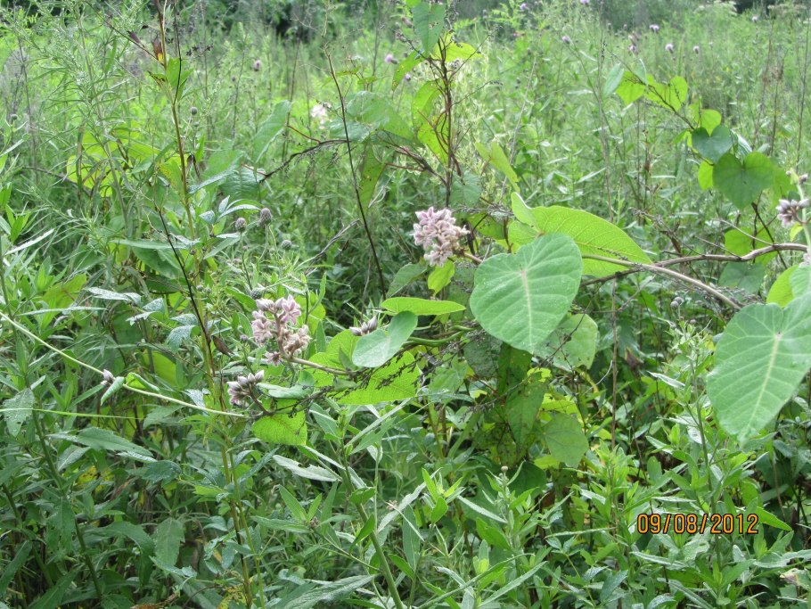 Стеблелист Caulophyllum