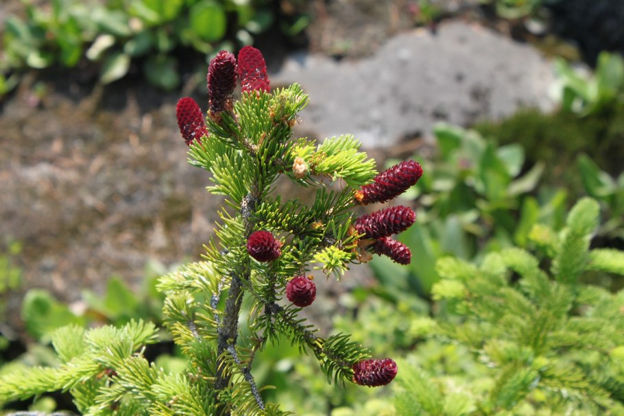 Pulsatilla Patens плоды