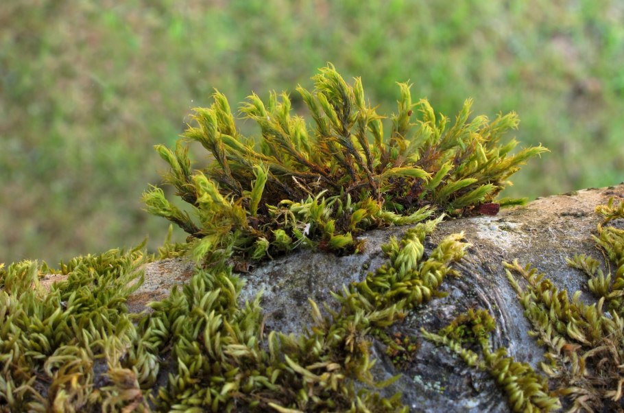 Истод Сибирский Polygala sibirica