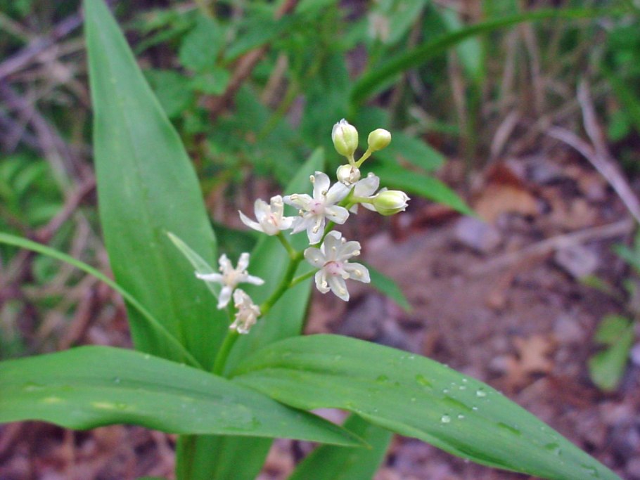 Луносемянник Даурский (Menispermum dauricum DC)