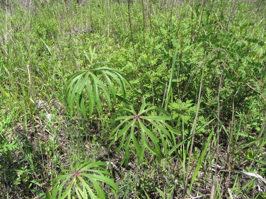 Джефферсония сомнительная (Jeffersonia dubia)