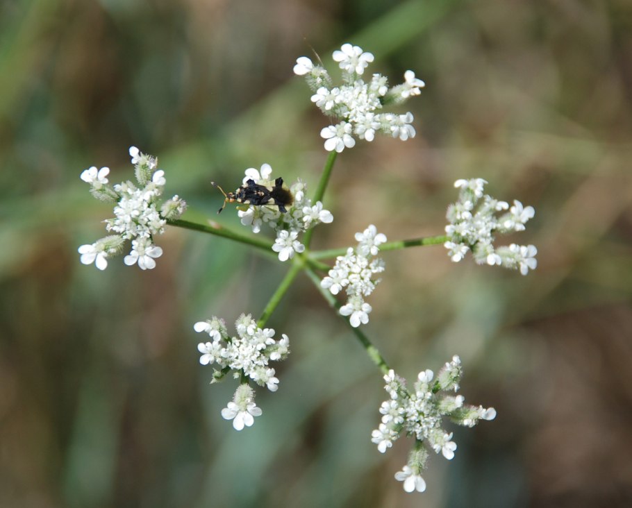 Torilis arvensis