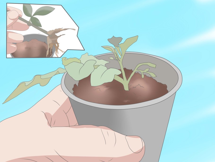 Размножение гортензии черенками в воде