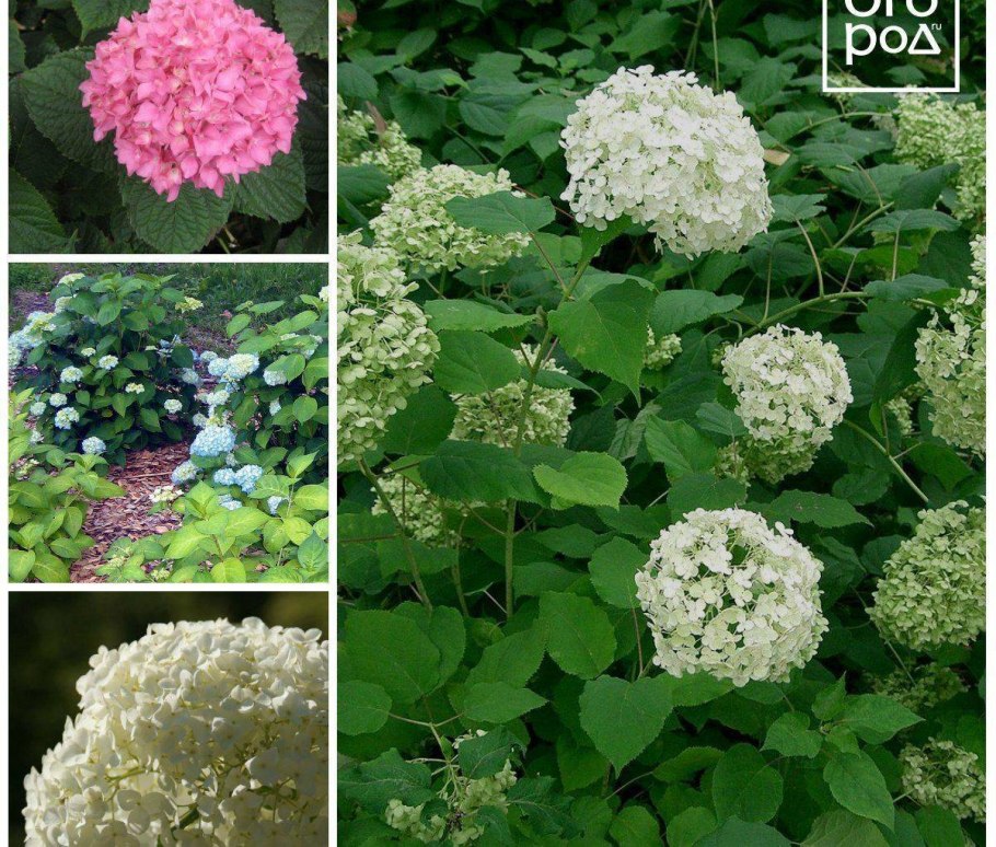 Гортензия древовидная метельчатая крупнолистная