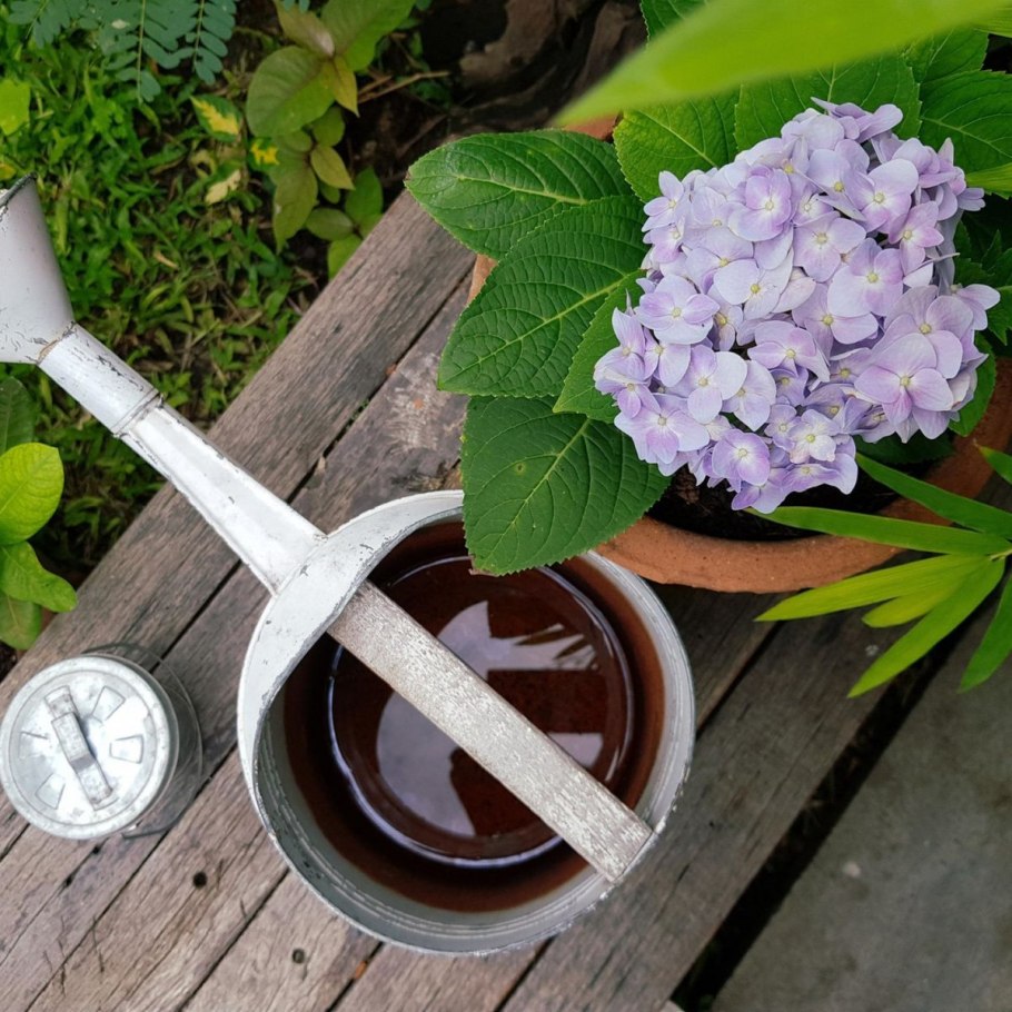 Гортензия крупнолистная черенки