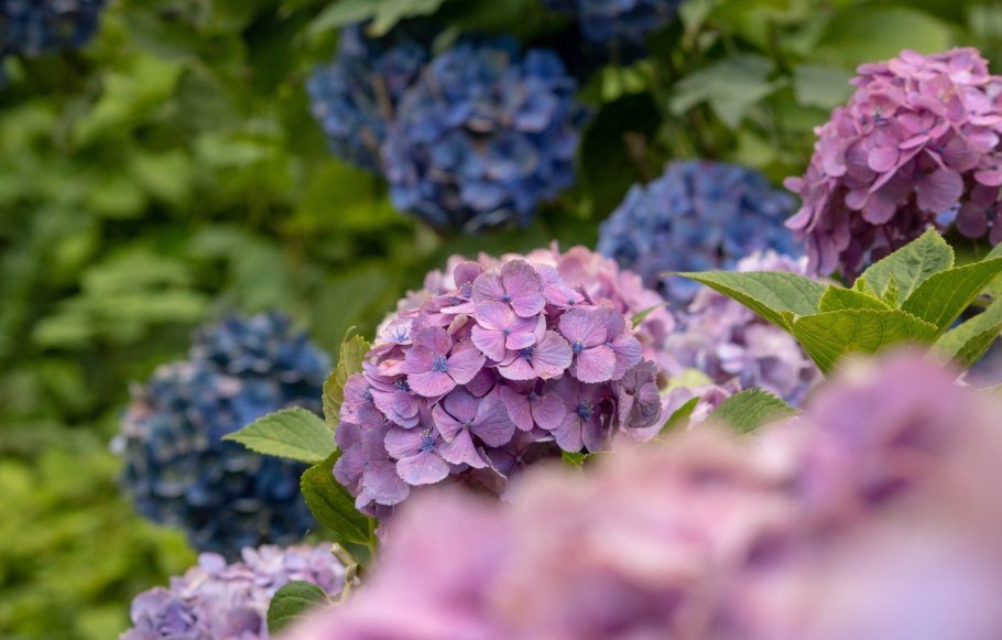 Гортензия Бавария