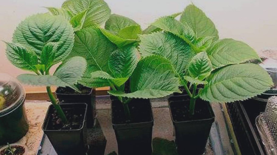 Гортензия крупнолистная Росток