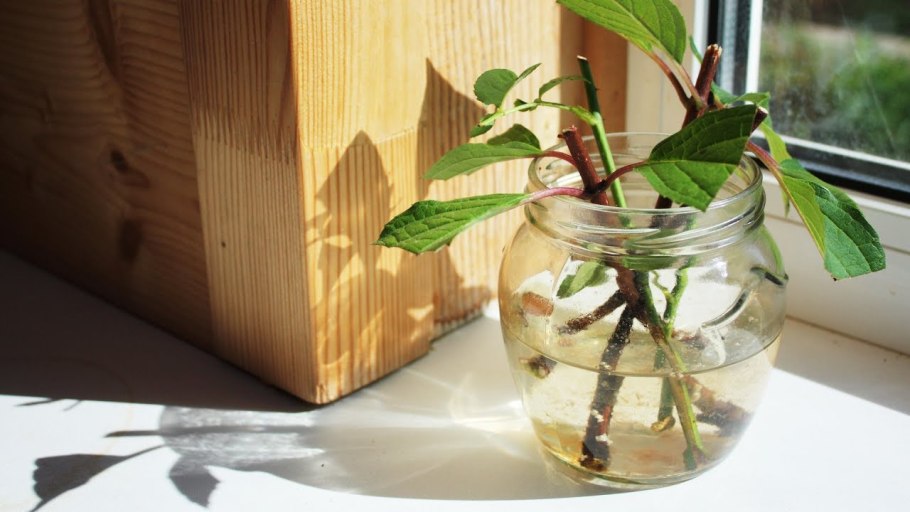 Черенки в банке