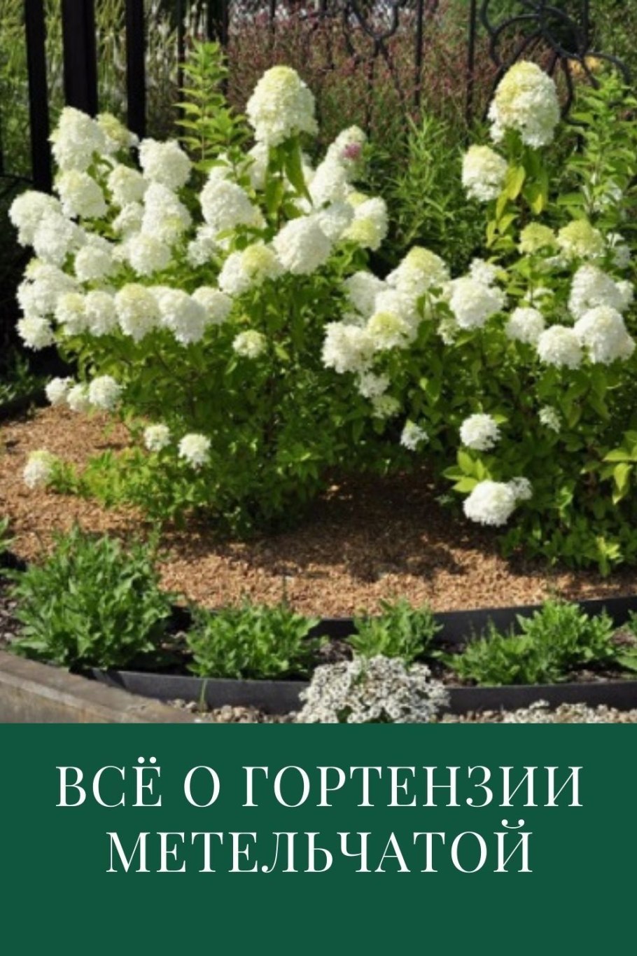 Гортензия Анабель метельчатая