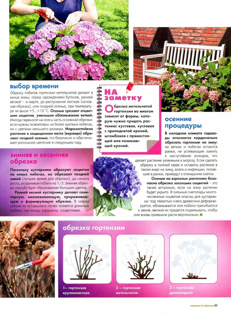 Схема посадки гортензии метельчатой