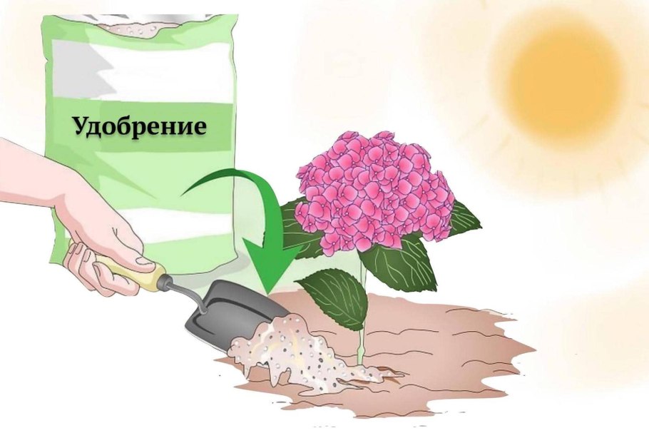 Аммиачная селитра подкормка гортензии