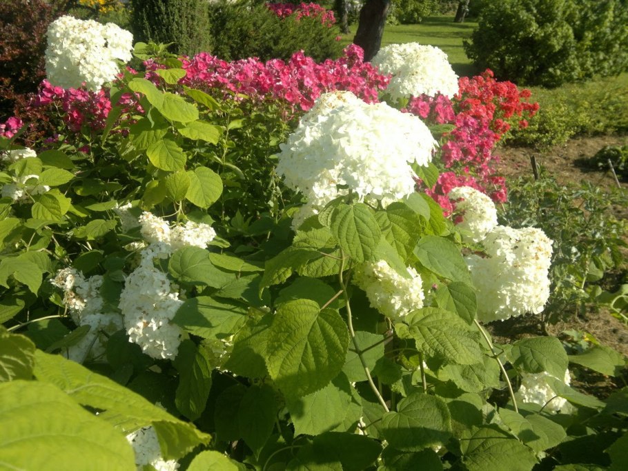 Калина метельчатая