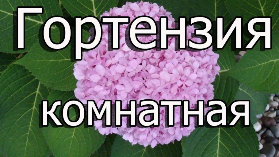 Гортензия домашняя приметы и суеверия