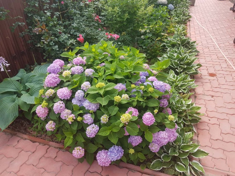 Гортензия строение соцветий