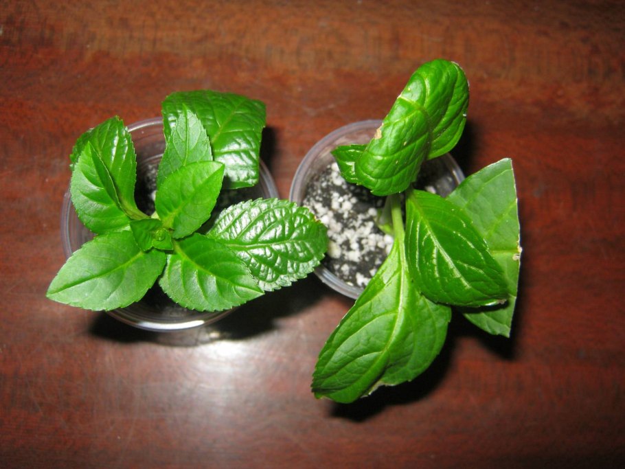 Черенкование крупнолистовой гортензии