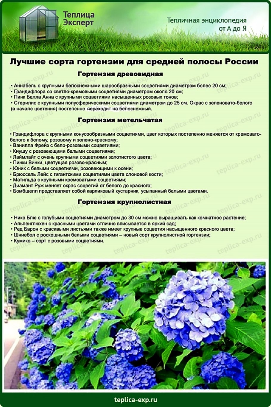 Гортензия крупнолистная семена