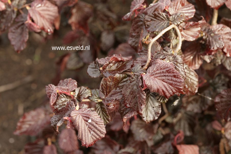 Corylus a. 'Red Majestic'