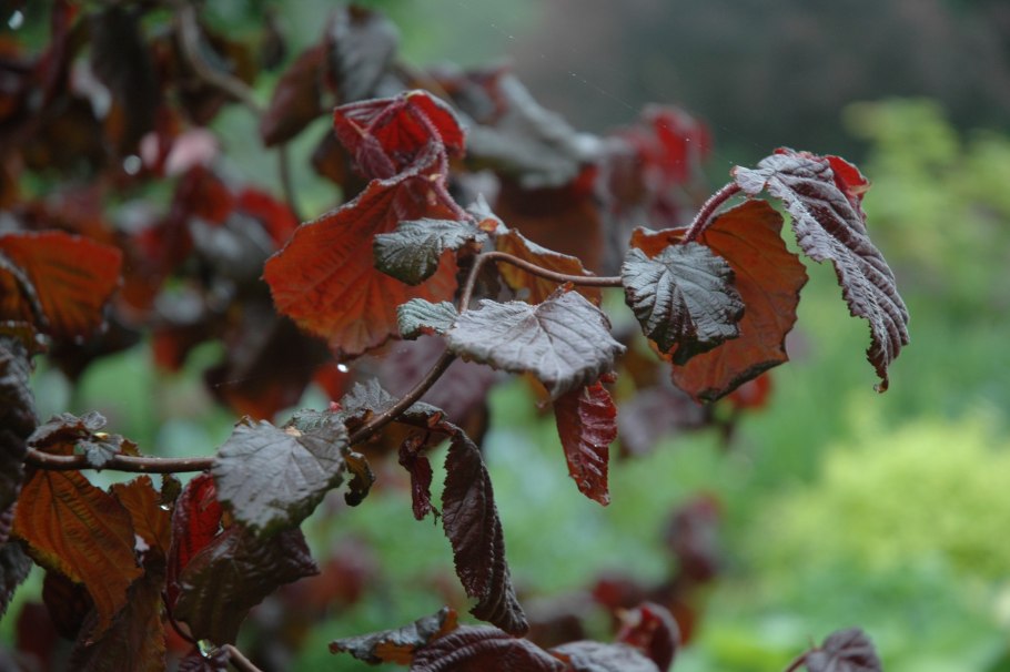 Corylus avellana Red Majestic