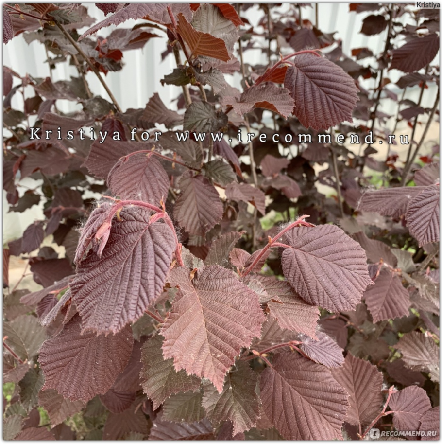 Corylus avellana «Atropurpurea»