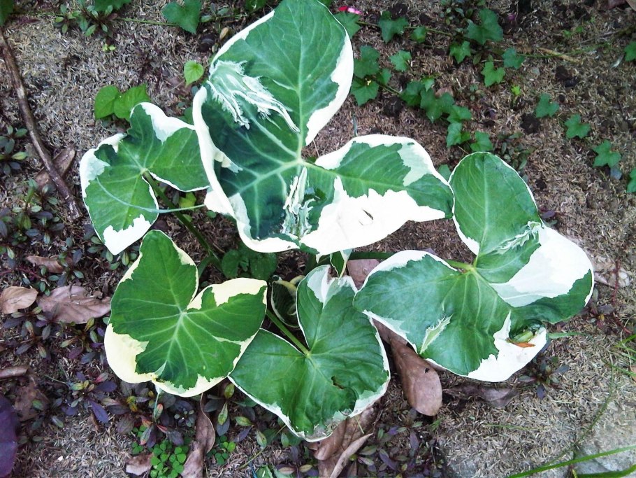 Ксантозома Микки Маус