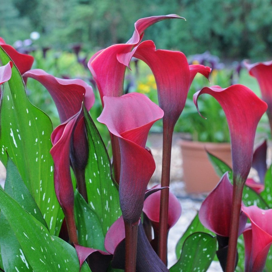 Зантедеския (Калла) (Zantedeschia)