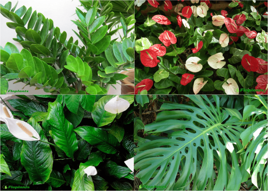 Антуриум маранта монстера