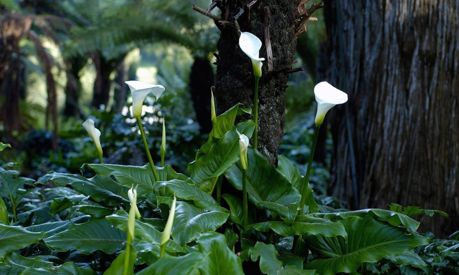 Zantedeschia aethiopica