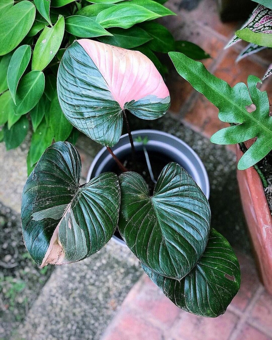 Хомаломена рубесценс