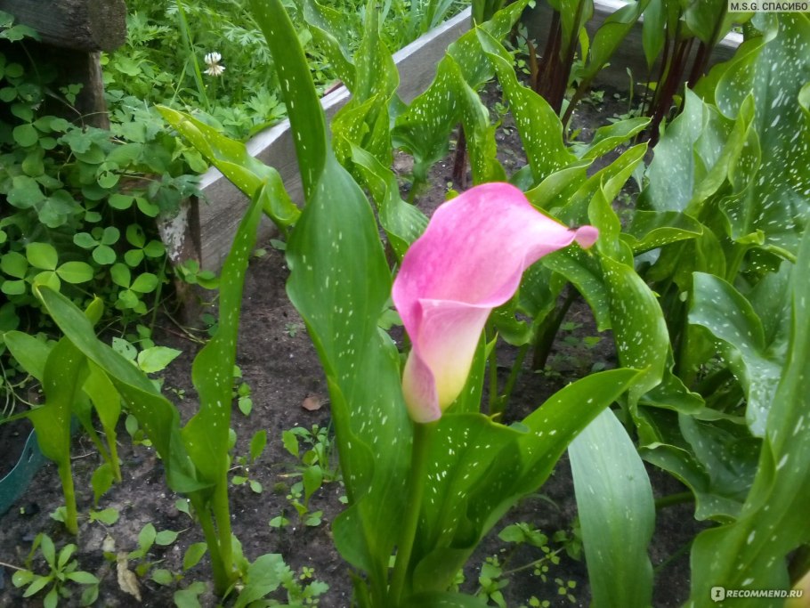 Калла Гарнет Глоу