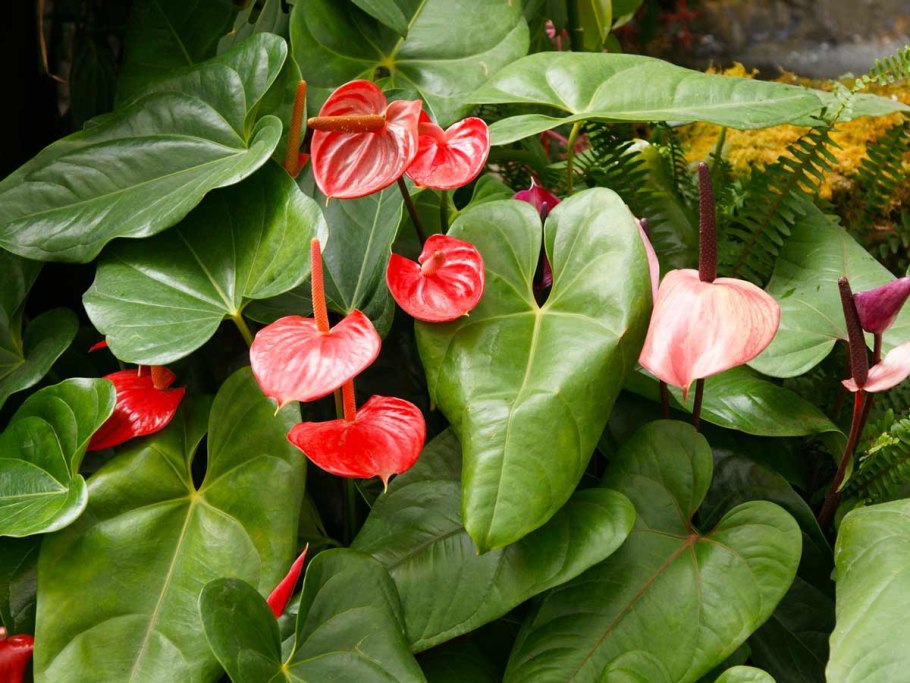 Антуриум Белиза