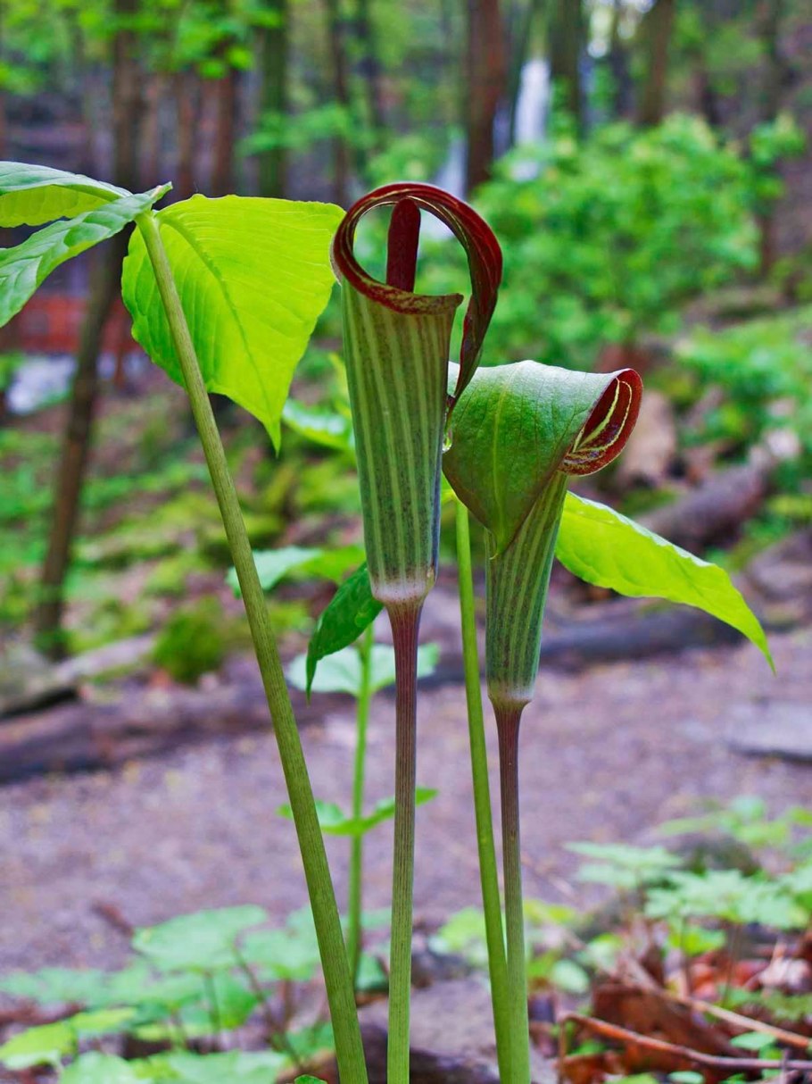 Аризема Амурская