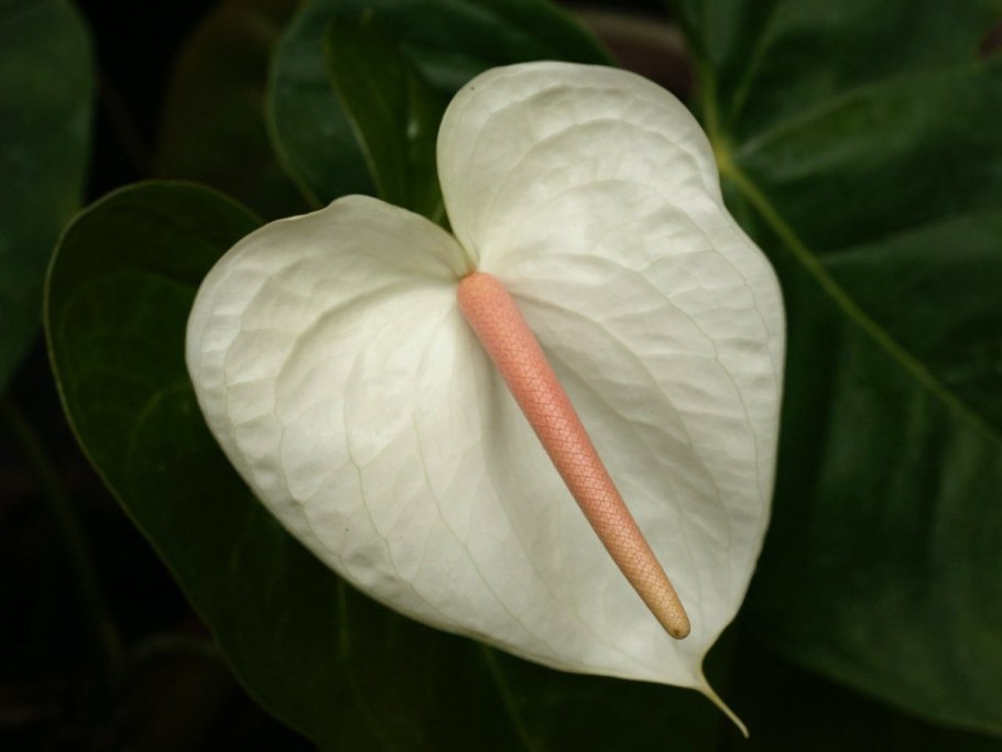 Антуриум цветок белый